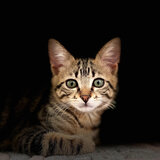 Meowing Cats Pitch Kittens