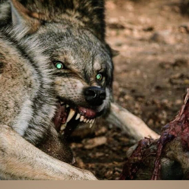 Wolves Die In Blood