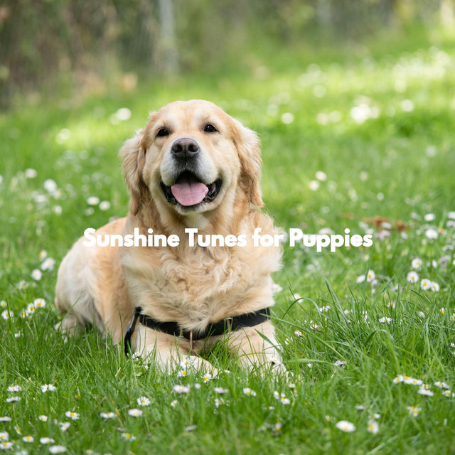 Sunshine Tunes for Puppies