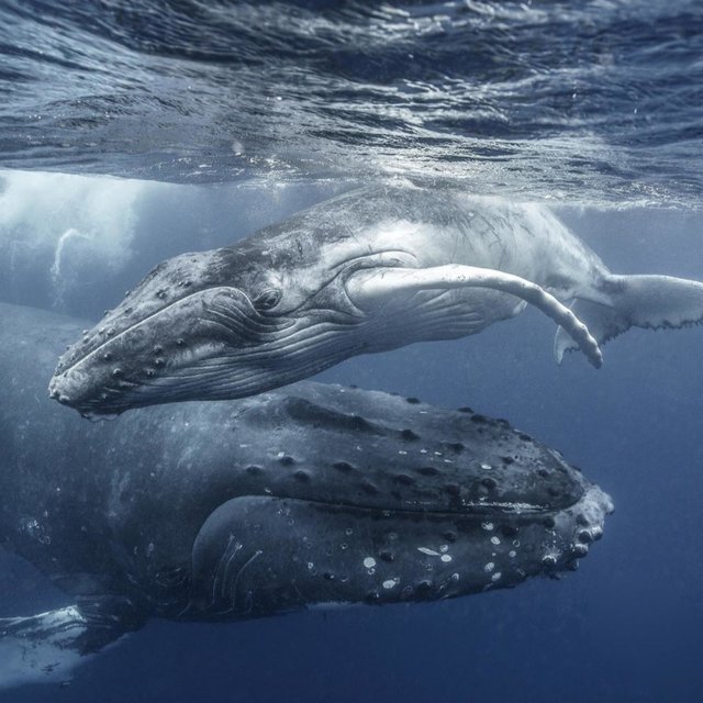 Lost Whale