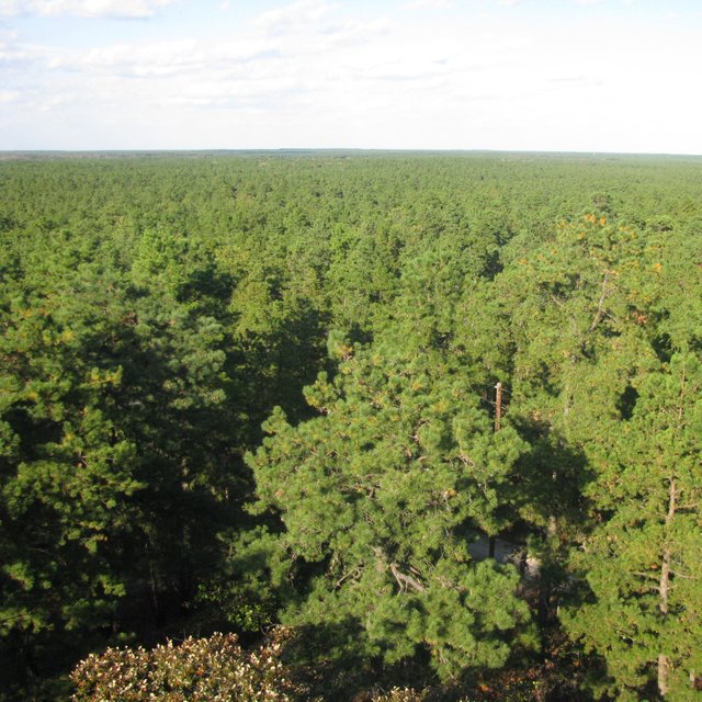 Pine Barrens