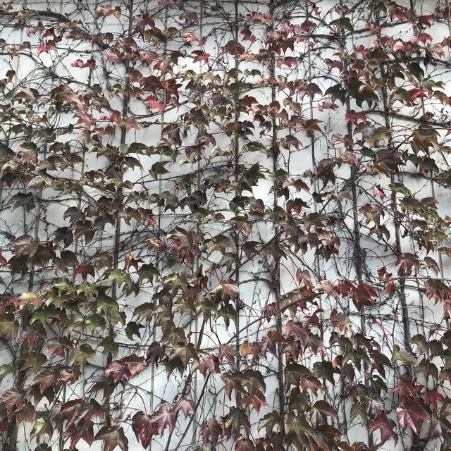 Ambient BGM vol.1 (Loop Version)