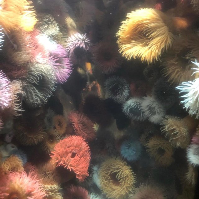 Scuba