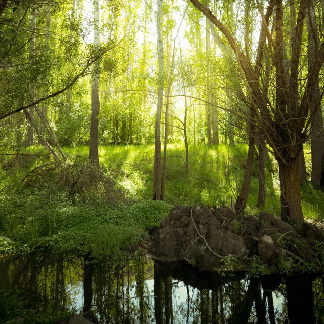 Hidden Glade
