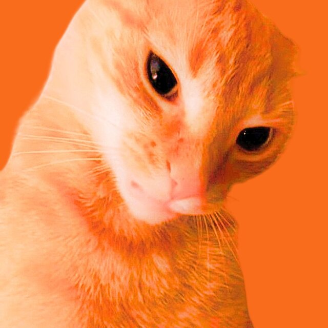 Tabby