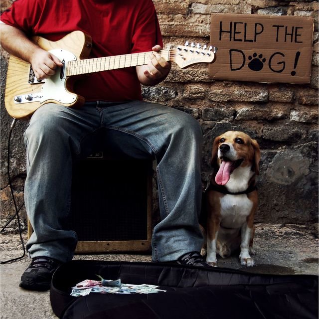 Help the Dog!
