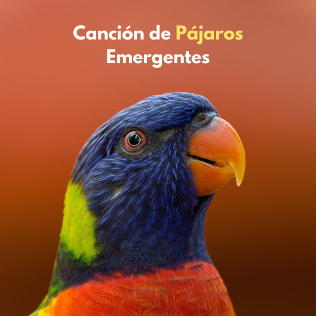 Canción De Pájaros Emergentes