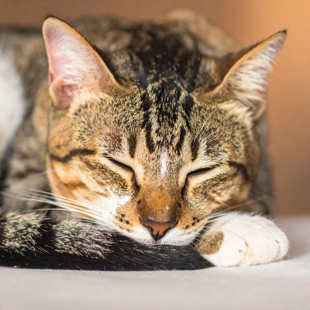 Ritmos Lofi Suaves Para La Serenidad De Los Gatos