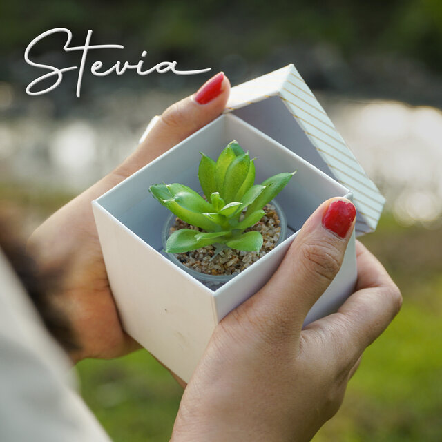 Stevia