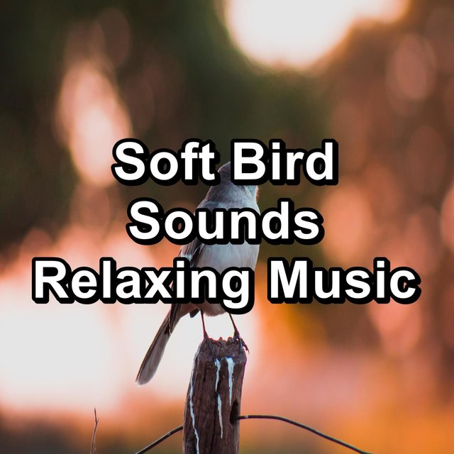 Soft Bird Sounds Relaxing Music