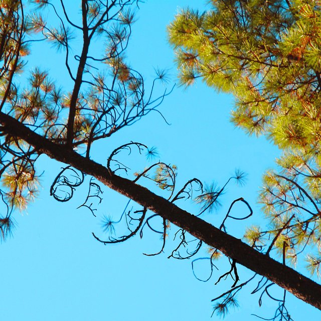 Camp Belladonna