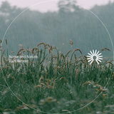 Rain Puddles