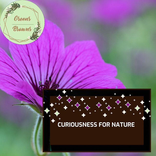 Curiousness for Nature