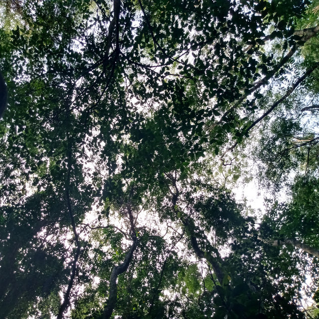 Células