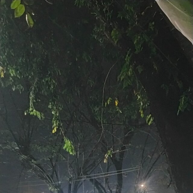 DJ UBUR UBUR IKAN LELE
