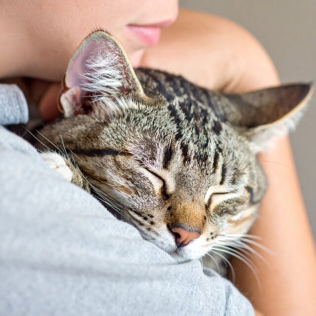 Música Orquestal Pacífica Para El Sueño De Los Gatos