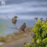 Soothing Winged Serenade of the Woods