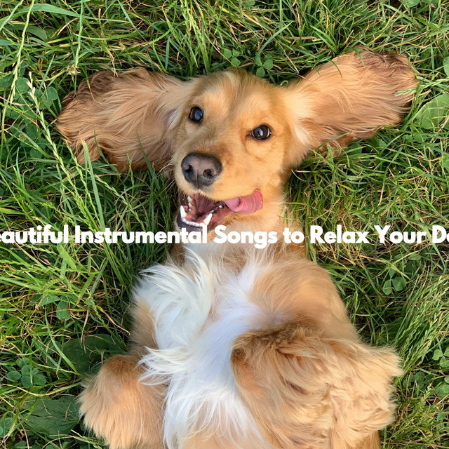 Beautiful Instrumental Songs to Relax Your Dog