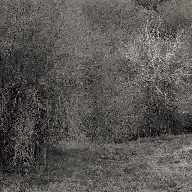 Cover art for album Atrophies for Piano by K. Leimer