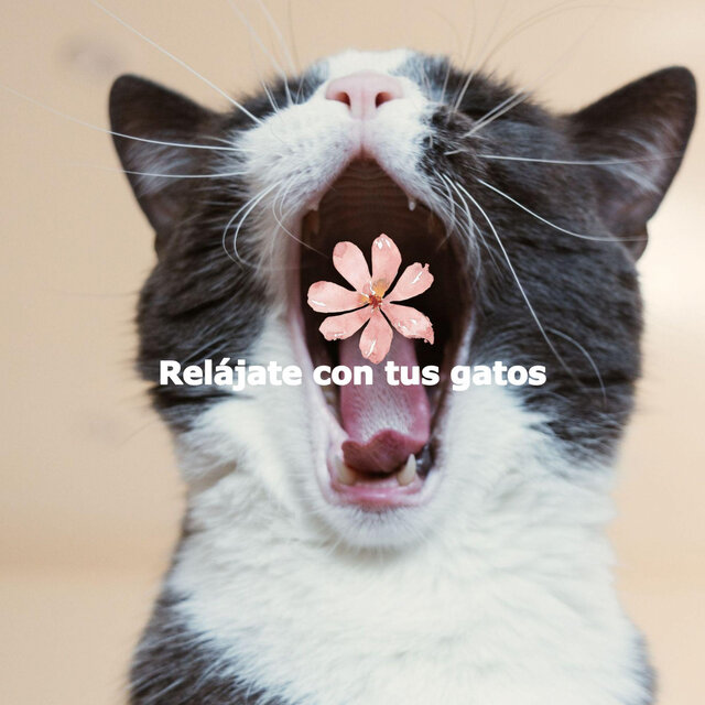 Relájate con tus gatos