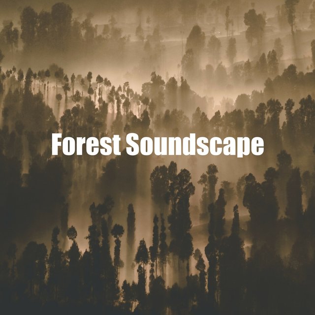 Forest Soundscape