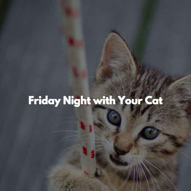 Friday Night with Your Cat