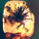 Cover art for album fata morgana by L'Rain