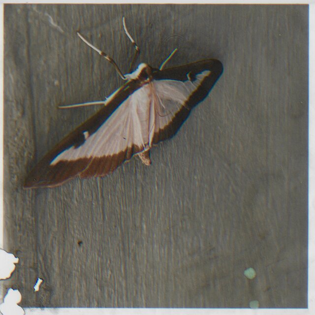 Moth EP