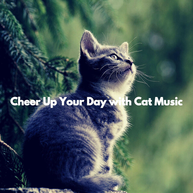 Cheer Up Your Day with Cat Music