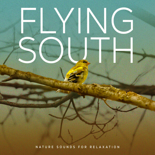 Flying South