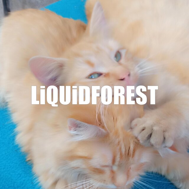 LiQUiDFOREST