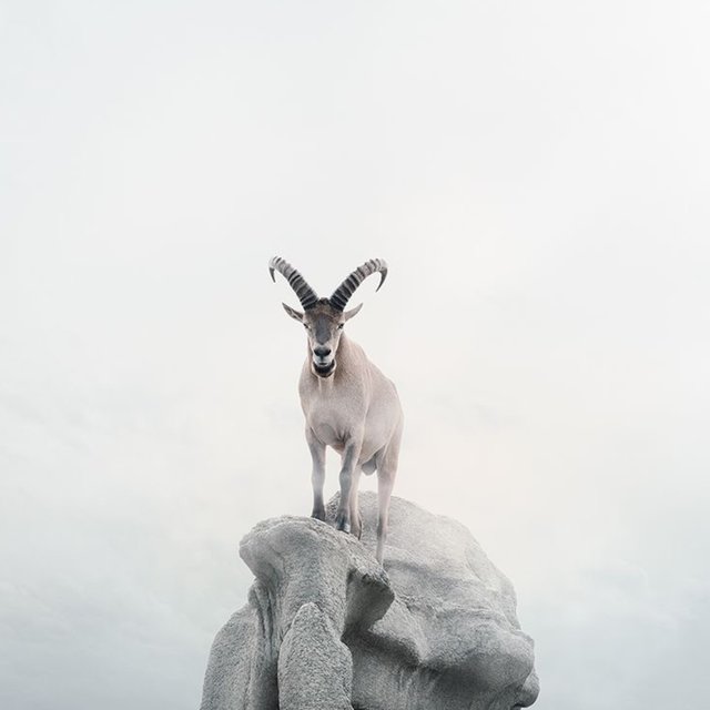 The Goat