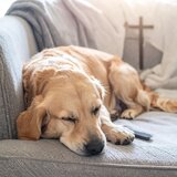 Armonía De Sueño De Mascota