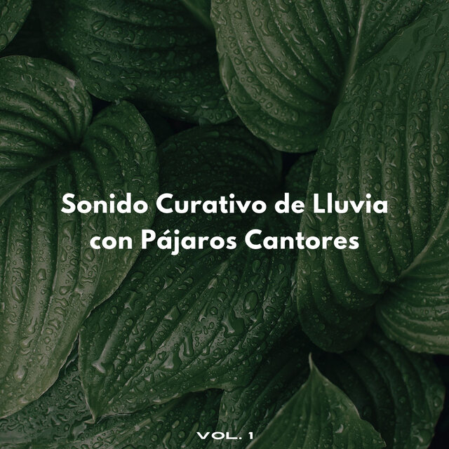 Sonido Curativo De Lluvia Con Pájaros Cantores Vol. 1
