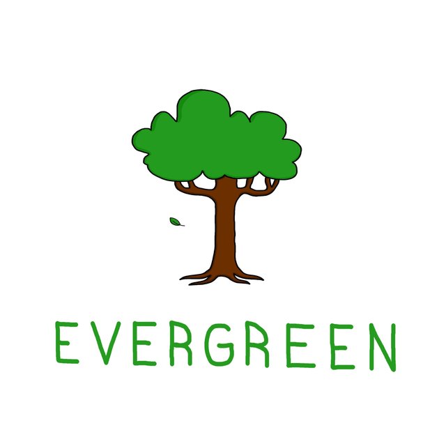 Evergreen