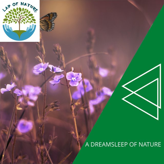 A Dreamsleep of Nature