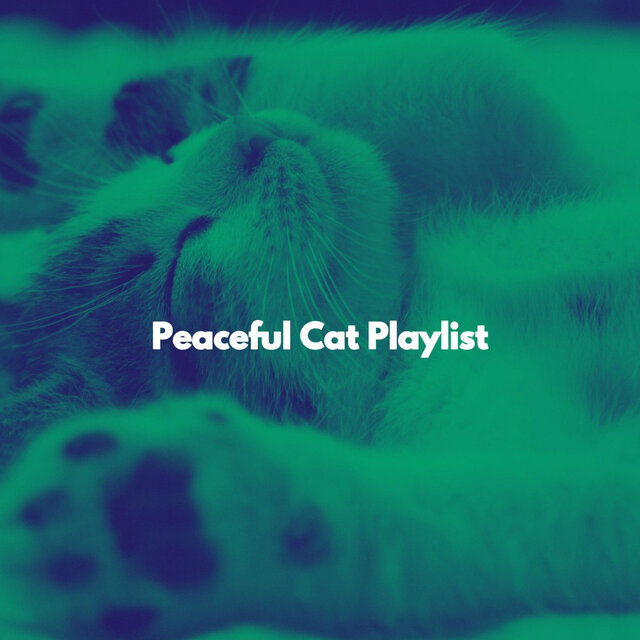 Peaceful Cat Playlist