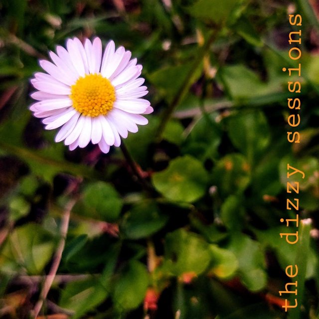 the dizzy sessions