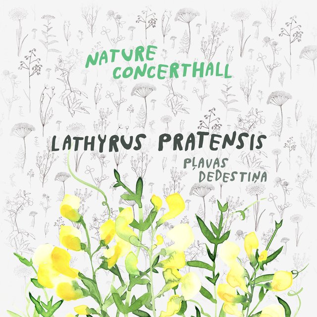 Lathyrus Pratensis