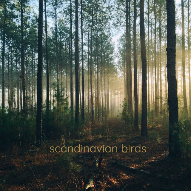 Morning Bird Symphony