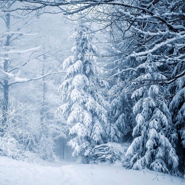 Snowfall Serenade