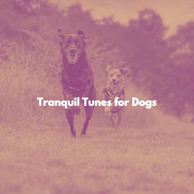 Tranquil Tunes for Dogs