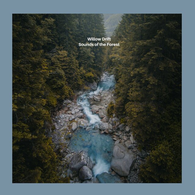 Sounds of the Forest