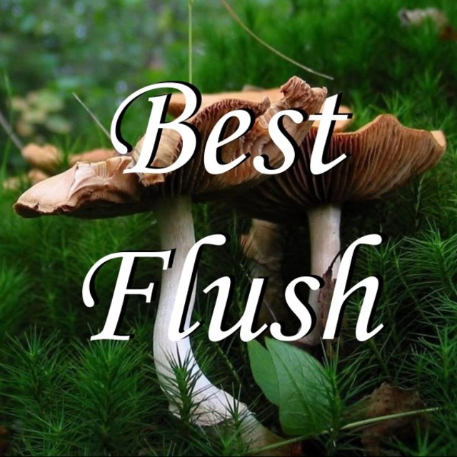 Best Flush