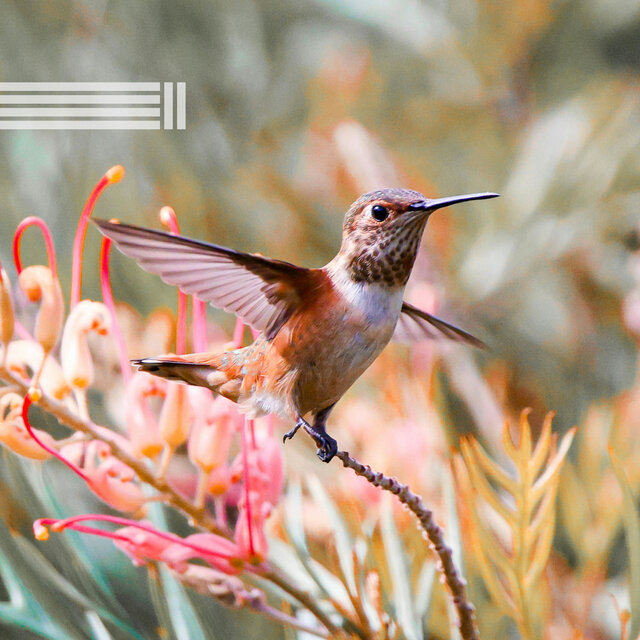Compilation De Chants d'Oiseaux
