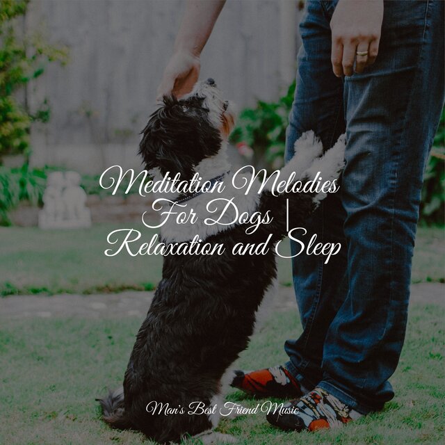 Meditation Melodies For Dogs | Relaxation and Sleep