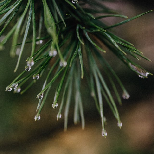 Energizing August Rain