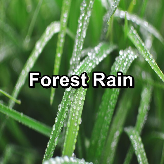 Forest Rain