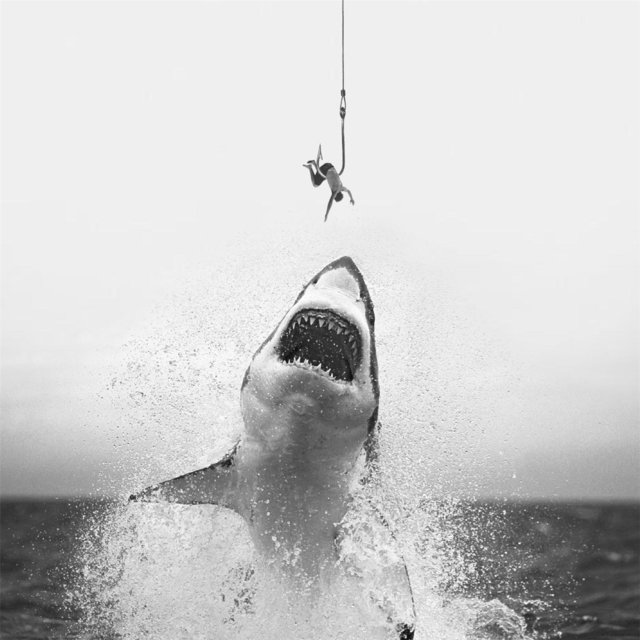 Shark Attack
