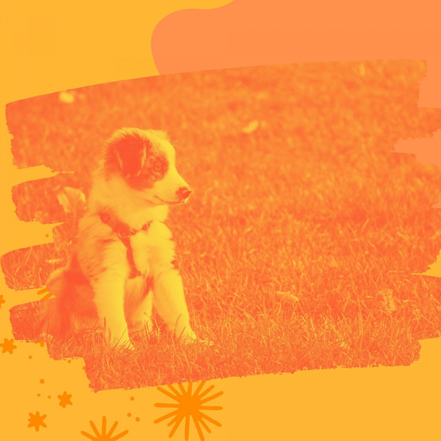 Music for Doggy Anxiety (Acoustic Guitar)